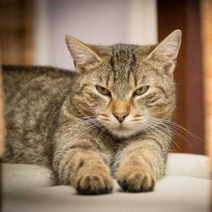 बिल्लियों में हेपेटाइटिस - कारण, लक्षण और उपचार