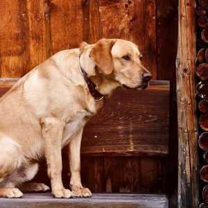 कुत्तों में हर्नियेटेड डिस्क - लक्षण, उपचार और वसूली
