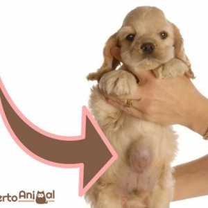 कुत्तों में उभयलिंगी हर्निया - कारण, लक्षण और उपचार