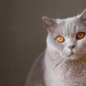 बिल्लियों में हाइपरथायरायडिज्म - लक्षण और उपचार