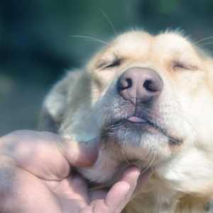 कुत्तों में हाइपरथायरायडिज्म - कारण, लक्षण और उपचार