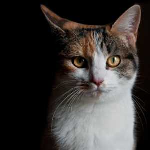 बिल्लियों में हाइपोथायरायडिज्म - लक्षण और उपचार