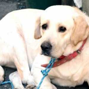 पालतू कहानियां: `दालचीनी` उसकी पुरानी उम्र में छोटे पीडीआई कुत्ते को अपनाया गया