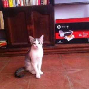 पालतू कहानियां: टाइटो बिल्ली का बच्चा