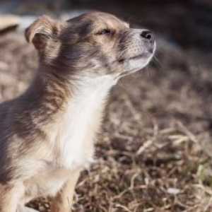 बचाव कहानियां: हिरन, छोटे कुत्ते ने मुझे फिल्मों में पीछा किया और मेरे लिए बाहर इंतजार किया