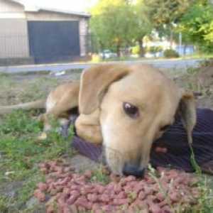 बचाव कहानियां: कोजिटो, एक सुपरमार्केट गार्ड द्वारा मारा गया कुत्ता