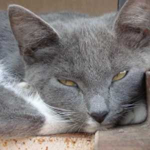 बिल्लियों में फैटी यकृत - लक्षण और उपचार