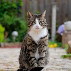 बिल्लियों में जांडिस - कारण और लक्षण
