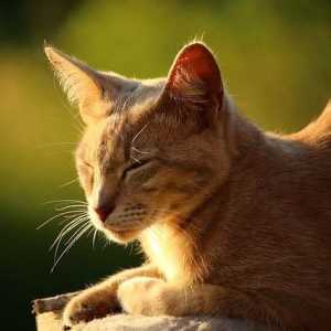 बिल्लियों में विसर्जन - लक्षण और प्राथमिक चिकित्सा