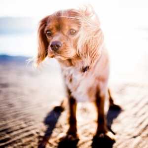 कुत्तों में हीट स्ट्रोक - लक्षण और उपचार