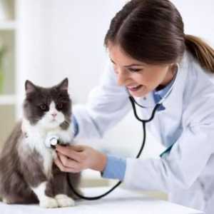 बिल्लियों में दिल की विफलता - कारण, लक्षण और उपचार