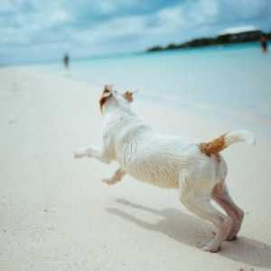 समुद्री जल द्वारा कुत्तों में इंटॉक्सिकेशन - प्राथमिक चिकित्सा