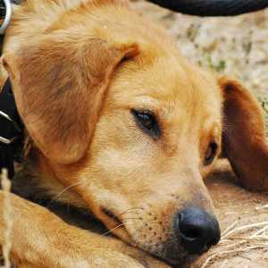 कुत्तों में लहसुन और प्याज से इंटॉक्सिकेशन - लक्षण और सिफारिश की खुराक