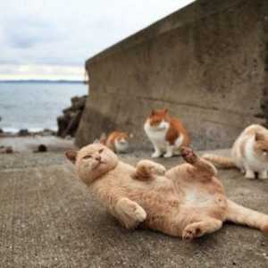 जापान में बिल्ली द्वीप, दुनिया में पर्यटक आकर्षण - वीडियो