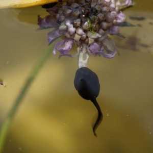 मेंढक tadpoles खिला