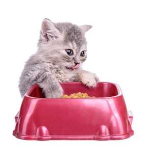 बिल्ली की भोजन