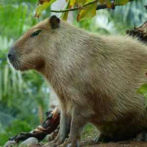 एक पालतू जानवर के रूप में capybara