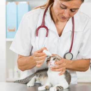 बिल्लियों में कोंजक्टिवेटाइटिस - कारण और लक्षण