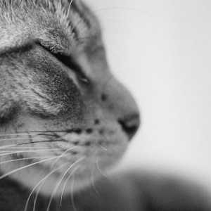 बिल्लियों में Euthanasia