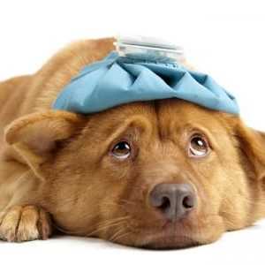 कुत्तों में बुखार - कारण, लक्षण और उपचार