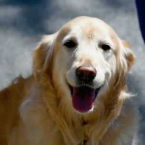 मेट्रोपॉलिटन इरादा ने अभियान `कुत्ते के साथ देखभाल` शुरू किया