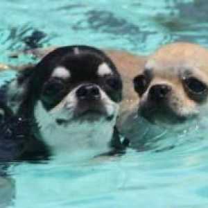 तैरना कुत्तों के लिए एक उत्कृष्ट अभ्यास है