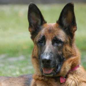 कुत्तों में ऑस्टियोआर्थराइटिस - लक्षण और उपचार
