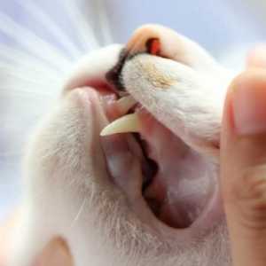 बिल्लियों में दांतों का नुकसान