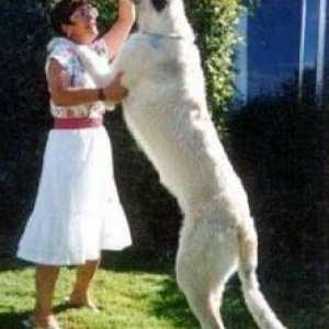 दुनिया में सबसे बड़ा कुत्ता नस्ल