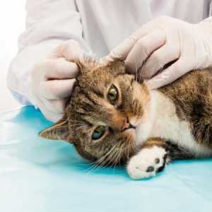 बिल्लियों में रिंगवॉर्म - संक्रमण और उपचार