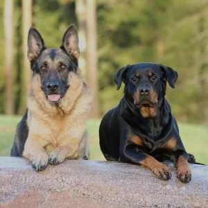 10 सबसे लोकप्रिय जर्मन कुत्ते नस्लों