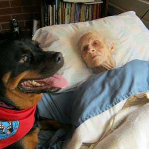 बुजुर्गों के लिए अल्जाइमर के साथ थेरेपी कुत्तों