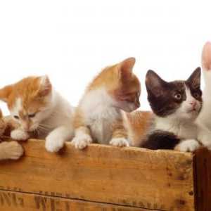 लॉरेन फिन्का के अनुसार बिल्लियों की 5 व्यक्तित्व