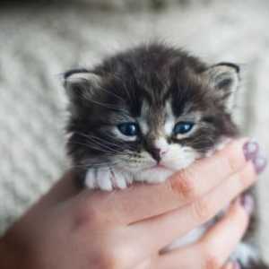 दुनिया की सबसे छोटी बिल्लियों की 5 नस्लें