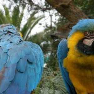 चिली में विदेशी पक्षी सबसे अधिक तस्करी प्रजातियां हैं