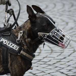 सबसे अच्छा पुलिस कुत्ता नस्लों