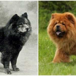 कुत्ते नस्लों, पहले और बाद में