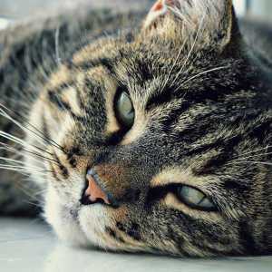 बिल्लियों में लीशमैनियासिस - लक्षण और उपचार