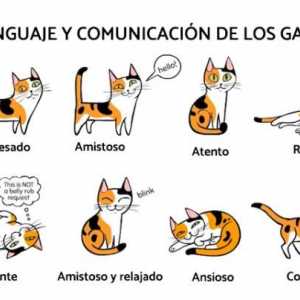 बिल्लियों की भाषा और संचार