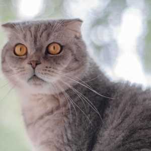 बिल्लियों में लेप्टोस्पायरोसिस - लक्षण और उपचार