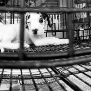 अमेरिकी कानून केवल पालतू जानवरों को आश्रयों से बेचने की अनुमति देता है