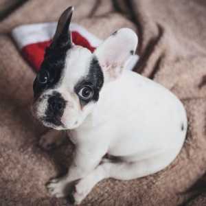 क्रिसमस आ रहा है: कुत्ते के उपहार