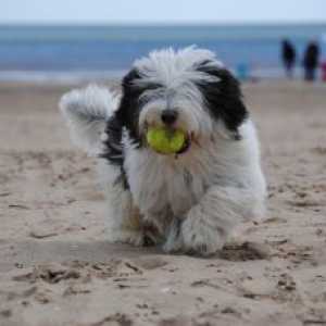 समुद्र तट पर मजाकिया कुत्तों के 4 सबसे अच्छे वीडियो