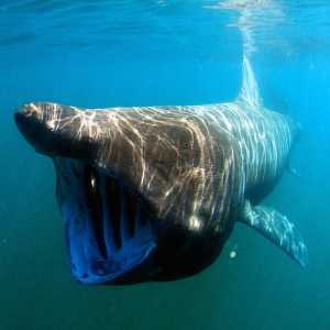 दुनिया में 5 सबसे बड़े समुद्री जानवर