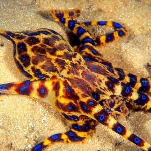दुनिया में 5 सबसे खतरनाक समुद्री जानवर