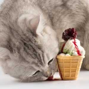 बिल्लियों आइसक्रीम खा सकते हैं?