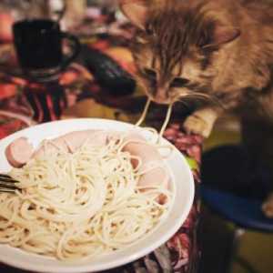 बिल्लियों पास्ता खा सकते हैं?