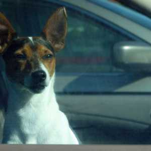 कार में अपने कुत्ते को छोड़ने के खतरे: गर्मी का दौरा