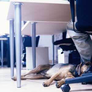 काम पर कुत्ते तनाव को कम करते हैं