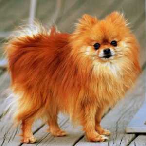 Pomeranian कुत्तों: नस्ल की विशेषताओं